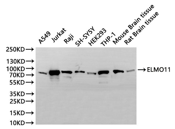Western Blot, 
Positive WB detected in: A549 whole cell lysate(30µg), Jurkat whole cell lysate(30µg), Raji whole cell lysate(30µg), SH-SY5Y whole cell lysate(30µg), HEK293 whole cell lysate(30µg), THP-1 whole cell lysate(30µg), Mouse brain tissue lysate(30µg), Rat brain tissue lysate(30µg)
All lanes: ELMO1 antibody at 1:1000
Secondary
Goat polyclonal to rabbit IgG at 1/40000 dilution
Predicted band size: 84 kDa
Observed band size: 84 kDa
Exposure time：10s