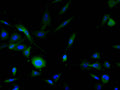 Immunofluorescence staining of PC-3 cell with CSB-RA187464A0HU at 1:50, counter-stained with DAPI. The cells were fixed in 4% formaldehyde, permeabilized using 0.2% Triton X-100 and blocked in 10% normal Goat Serum. The cells were then incubated with the antibody overnight at 4°C. The secondary antibody was Alexa Fluor 488-congugated AffiniPure Goat Anti-Rabbit IgG(H+L) .