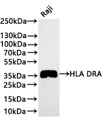 Western Blot
Positive WB detected in: Raji whole cell lysate(30µg) 
All lanes: HLA DRA antibody at 1:1000
Secondary
Goat polyclonal to rabbit IgG at 1/40000 dilution
Predicted band size: 29 kDa
Observed band size: 35 kDa
Exposure time：2min40s