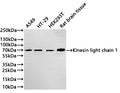 Western Blot
Positive WB detected in: A549 whole cell lysate(20µg) ,HT-29 whole cell lysate(20µg) , HEK293T whole cell lysate(20µg) , Rat brain tissue lysate(20µg) 
All lanes: Kinesin light chain 1 antibody at 1:1000
Secondary
Goat polyclonal to rabbit IgG at 1/40000 dilution
Predicted band size: 65 kDa
Observed band size: 69 kDa
Exposure time：2min