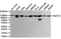 Western Blot
Positive WB detected in: SH-SY5Y whole cell lysate(20µg) , A549 whole cell lysate(20µg) , Hela whole cell lysate(20µg) , NIH/3T3 whole cell lysate(20µg) , HEK293 whole cell lysate(20µg) , PC-3 whole cell lysate(20µg) , COLO205 whole cell lysate(20µg) ,Jurkat whole cell lysate(20µg) ,HepG2 whole cell lysate(20µg) 
All lanes: NAT10 antibody at 1:1000
Secondary
Goat polyclonal to rabbit IgG at 1/40000 dilution
Predicted band size: 116 kDa
Observed band size: 130 kDa
Exposure time：20s