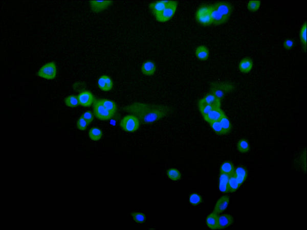 Immunofluorescence staining of HepG2 cell with CSB-RA189952A0HU at 1:50 , counter-stained with DAPI. The cells were fixed in 4% formaldehyde, permeabilized using 0.2% Triton X-100 and blocked in 10% normal Goat Serum. The cells were then incubated with the antibody overnight at 4°C. The secondary antibody was Alexa Fluor 488-congugated AffiniPure Goat Anti-Rabbit IgG(H+L).