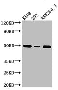 Western Blot
Positive WB detected in: K562 whole cell lysate, 293 whole cell lysate, RAW264.7 whole cell lysate
All lanes: eIF4A1 Antibody at 1:1000
Secondary
Goat polyclonal to rabbit IgG at 1/50000 dilution
Predicted band size: 40, 47 kDa
Observed band size: 50 kDa