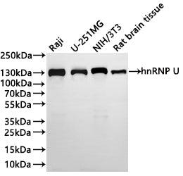 Western Blot
Positive WB detected in: Raji whole cell lysate(30µg) , U-251MG whole cell lysate(30µg) , NIH/3T3 whole cell lysate(30µg) , Rat brain tissue lysate(30µg) 
All lanes: hnRNP U antibody at 1:1000
Secondary
Goat polyclonal to rabbit IgG at 1/40000 dilution
Predicted band size: 91 kDa
Observed band size: 130 kDa
Exposure time：40s