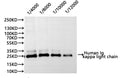 Western Blot, 
Positive WB detected in:Human Serum
All lanes: Human Ig kappa light chain antibody at 1:1000
Secondary
Goat polyclonal to rabbit IgG at 1/40000 dilution
Predicted band size: 12 kDa
Observed band size: 25 kDa
Exposure time：10s