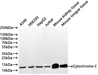 Western Blot
Positive WB detected in: A549 whole cell lysate(30µg) , HEK293 whole cell lysate(30µg) , HepG2 whole cell lysate(30µg) , Jurkat whole cell lysate(30µg) , Mouse kidney tissue lysate(30µg) , Mouse tongue tissue lysate(30µg) 
All lanes: Cytochrome C antibody at 1:1000
Secondary
Goat polyclonal to rabbit IgG at 1/40000 dilution
Predicted band size: 12 kDa
Observed band size: 12 kDa
Exposure time：2min