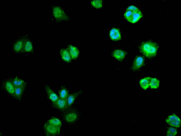Immunofluorescence staining of MCF-7 cell with CSB-RA194900A0HU at 1:50, counter-stained with DAPI. The cells were fixed in 4% formaldehyde, permeabilized using 0.2% Triton X-100 and blocked in 10% normal Goat Serum. The cells were then incubated with the antibody overnight at 4°C. The secondary antibody was Alexa Fluor 488-congugated AffiniPure Goat Anti-Rabbit IgG(H+L) .