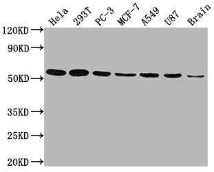 KLF4 Antibody – Figure 1 of 5