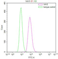 Overlay Peak curve showing U87 cells stained with CSB-RA195064A0HU (red line) at 1:100. The cells were fixed in 4% formaldehyde and permeated by 0.2% TritonX-100 for 10min. Then 10% normal goat serum to block non-specific protein-protein interactions followed by the antibody (1ug/1*10 6 cells) for 45min at 4℃.