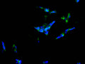 Immunofluorescence staining of SH-SY5Y cell with CSB-RA196026A0HU at 1:50, counter-stained with DAPI. The cells were fixed in 4% formaldehyde, permeabilized using 0.2% Triton X-100 and blocked in 10% normal Goat Serum. The cells were then incubated with the antibody overnight at 4°C. The secondary antibody was Alexa Fluor 488-congugated AffiniPure Goat Anti-Rabbit IgG(H+L) .
