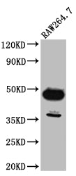 Western Blot
Positive WB detected in: RAW264.7 whole cell lysate
All lanes: GATA3 antibody at 1:1000
Secondary
Goat polyclonal to rabbit IgG at 1/50000 dilution
Predicted band size: 48, 49 kDa
Observed band size: 48 kDa