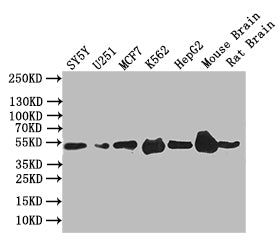 Western Blot
Positive WB detected in: SY5Y whole cell lysate,U251 whole cell lysate,MCF7 whole cell lysate,K562 whole cell lysate,Mouse Brain tissue lysate,Mouse Brain tissue lysate
All lanes: EGR2 antibody at 1:1000
Secondary
Goat polyclonal to rabbit IgG at 1/50000 dilution
Predicted band size: 50 kDa
Observed band size: 50 kDa