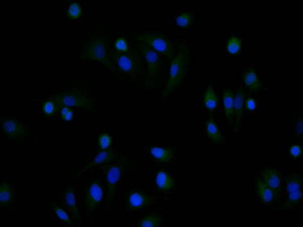 Immunofluorescence staining of A549 cell with CSB-RA199041A0HU at 1:50 , counter-stained with DAPI. The cells were fixed in 4% formaldehyde, permeabilized using 0.2% Triton X-100 and blocked in 10% normal Goat Serum. The cells were then incubated with the antibody overnight at 4°C. The secondary antibody was Alexa Fluor 488-congugated AffiniPure Goat Anti-Rabbit IgG(H+L).