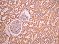 IHC image of CSB-RA199069A0HU diluted at 1:100 and staining in paraffin-embedded human kidney tissue performed on a Leica BondTM system. After dewaxing and hydration, antigen retrieval was mediated by high pressure in a citrate buffer (pH 6.0). Section was blocked with 10% normal goat serum 30min at RT. Then primary antibody (1% BSA) was incubated at 4°C overnight. The primary is detected by a Goat anti-rabbit polymer IgG labeled by HRP and visualized using 0.05% DAB.