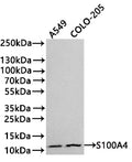 Western Blot
Positive WB detected in:A549 whole cell lysate(30µg) , COLO-205 whole cell lysate(30µg) 
All lanes: S100A4 antibody at 1:1000
Secondary
Goat polyclonal to rabbit IgG at 1/40000 dilution
Predicted band size: 12 kDa
Observed band size: 12 kDa
Exposure time：2min
