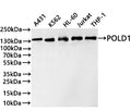 Western Blot
Positive WB detected in: A431 whole cell lysate(30µg) , K562 whole cell lysate(30µg) , HL-60 whole cell lysate(30µg) , Jurkat whole cell lysate(30µg) , THP-1 whole cell lysate(30µg) 
All lanes: POLD1 antibody at 1:1000
Secondary
Goat polyclonal to rabbit IgG at 1/40000 dilution
Predicted band size: 124 kDa
Observed band size: 132 kDa
Exposure time：20s