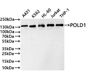 Western Blot
Positive WB detected in: A431 whole cell lysate(30µg) , K562 whole cell lysate(30µg) , HL-60 whole cell lysate(30µg) , Jurkat whole cell lysate(30µg) , THP-1 whole cell lysate(30µg) 
All lanes: POLD1 antibody at 1:1000
Secondary
Goat polyclonal to rabbit IgG at 1/40000 dilution
Predicted band size: 124 kDa
Observed band size: 132 kDa
Exposure time：20s
