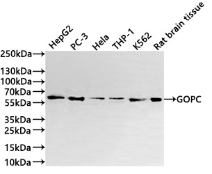 Western Blot
Positive WB detected in: HepG2 whole cell lysate(30µg) ,PC-3 whole cell lysate(30µg) , Hela whole cell lysate(30µg) ,THP-1 whole cell lysate(30µg) ,K562 whole cell lysate(30µg) ,Rat brain tissue lysate(20µg) 
All lanes: GOPC antibody at 1:1000
Secondary
Goat polyclonal to rabbit IgG at 1/40000 dilution
Predicted band size: 51 kDa
Observed band size: 59 kDa
Exposure time：3min