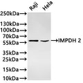 Western Blot
Positive WB detected in: Raji whole cell lysate(30µg) ,Hela whole cell lysate(30µg) 
All lanes: IMPDH 2 antibody at 1:1000
Secondary
Goat polyclonal to rabbit IgG at 1/40000 dilution
Predicted band size: 56 kDa
Observed band size: 56 kDa
Exposure time：2min