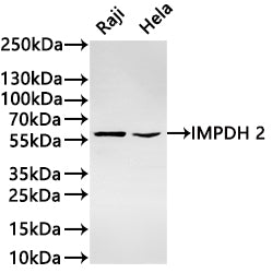 Western Blot
Positive WB detected in: Raji whole cell lysate(30µg) ,Hela whole cell lysate(30µg) 
All lanes: IMPDH 2 antibody at 1:1000
Secondary
Goat polyclonal to rabbit IgG at 1/40000 dilution
Predicted band size: 56 kDa
Observed band size: 56 kDa
Exposure time：2min