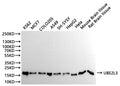 Western Blot
Positive WB detected in: K562 whole cell lysate(30µg), MCF-7 whole cell lysate(30µg), COLO-205 whole cell lysate(30µg), A549 whole cell lysate(30µg), SH-SY5Y whole cell lysate(30µg), HepG2 whole cell lysate(30µg), Hela whole cell lysate(30µg), Mouse brain tissue lysate(30µg), Rat brain tissue lysate(30µg)
All lanes:UBE2L3 antibody at 1:1000
Secondary
Goat polyclonal to rabbit IgG at 1/40000 dilution
Predicted band size: 18 kDa
Observed band size: 18 kDa
Exposure time：10s
