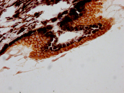 RPE65 Antibody – Figure 1 of 1