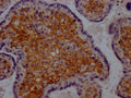 IHC image of CSB-RA213932A0HU diluted at 1:100 and staining in paraffin-embedded human placenta tissue performed on a Leica BondTM system. After dewaxing and hydration, antigen retrieval was mediated by high pressure in a citrate buffer (pH 6.0) . Section was blocked with 10% normal goat serum 30min at RT. Then primary antibody (1% BSA) was incubated at 4℃ overnight. The primary is detected by a Goat anti-rabbit IgG polymer labeled by HRP and visualized using 0.05% DAB.