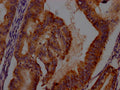 IDO1 Antibody – Figure 1 of 1