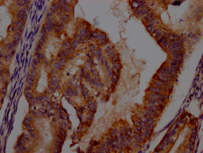 IDO1 Antibody – Figure 1 of 1
