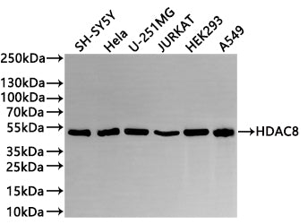 Western Blot
Positive WB detected in: SH-SY5Y whole cell lysate(20µg) , Hela whole cell lysate(20µg) , U-251MG whole cell lysate(20µg) , JURKAT whole cell lysate(20µg) , HEK293 whole cell lysate(20µg) ,A549 whole cell lysate(20µg) , Mouse liver tissue lysate(20µg) 
All lanes: HDAC8 antibody at 1:1000
Secondary
Goat polyclonal to rabbit IgG at 1/40000 dilution
Predicted band size: 42 kDa
Observed band size: 45 kDa
Exposure time：1min