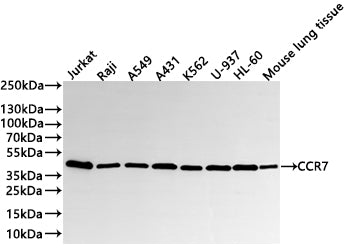 Western Blot
Positive WB detected in:  Jurkat whole cell lysate(30µg) , Raji whole cell lysate(30µg) , A549 whole cell lysate(30µg) , A431 whole cell lysate(30µg) , K562 whole cell lysate(30µg) , U-937 whole cell lysate(30µg) , HL-60 whole cell lysate(30µg) , Mouse lung tissue lysate(30µg) 
All lanes: CCR7  antibody at 1:1000
Secondary
Goat polyclonal to rabbit IgG at 1/40000 dilution
Predicted band size: 43 kDa
Observed band size: 43 kDa
Exposure time：20s
