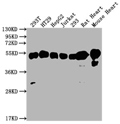 Western Blot
Positive WB detected in: 293T whole cell lysate, HT29 whole cell lysate, HepG2 whole cell lysate, Jurkat whole cell lysate, 293 whole cell lysate, Rat Heart tissue, Mouse Heart tissue
All lanes: ATP5F1B antibody at 1:2000
Secondary
Goat polyclonal to rabbit IgG at 1/50000 dilution
Predicted band size: 57 kDa
Observed band size: 57 kDa