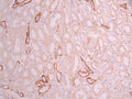 IHC image of CSB-RA218172A0HU diluted at 1:100 and staining in paraffin-embedded human kidney tissue performed on a Leica BondTM system. After dewaxing and hydration, antigen retrieval was mediated by high pressure in a citrate buffer (pH 6.0) . Section was blocked with 10% normal goat serum 30min at RT. Then primary antibody (1% BSA) was incubated at 4°C overnight. The primary is detected by a Goat anti-rabbit polymer IgG labeled by HRP and visualized using 0.05% DAB.