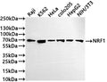 Western Blot
Positive WB detected in: Raji whole cell lysate(30µg) , K562 whole cell lysate(30µg) , HeLa whole cell lysate(30µg) , COLO205 whole cell lysate(30µg) , HepG2 whole cell lysate(30µg) , NIH/3T3 whole cell lysate(30µg) 
All lanes: NRF1 antibody at 1:1000
Secondary
Goat polyclonal to rabbit IgG at 1/50000 dilution
Predicted band size: 54 kDa
Observed band size: 68 kDa
Exposure time: 5min