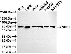 Western Blot
Positive WB detected in: Raji whole cell lysate(30µg) , K562 whole cell lysate(30µg) , HeLa whole cell lysate(30µg) , COLO205 whole cell lysate(30µg) , HepG2 whole cell lysate(30µg) , NIH/3T3 whole cell lysate(30µg) 
All lanes: NRF1 antibody at 1:1000
Secondary
Goat polyclonal to rabbit IgG at 1/50000 dilution
Predicted band size: 54 kDa
Observed band size: 68 kDa
Exposure time: 5min