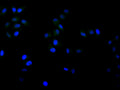 Immunofluorescence staining of Hela cell with CSB-RA219991A0HU at 1:50, counter-stained with DAPI. The cells were fixed in 4% formaldehyde, permeabilized using 0.2% Triton X-100 and blocked in 10% normal Goat Serum. The cells were then incubated with the antibody overnight at 4°C. The secondary antibody was Alexa Fluor 488-congugated AffiniPure Goat Anti-Rabbit IgG(H+L) .