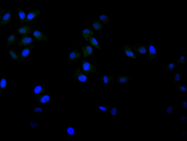 Immunofluorescence staining of Hela cell with CSB-RA219991A0HU at 1:50, counter-stained with DAPI. The cells were fixed in 4% formaldehyde, permeabilized using 0.2% Triton X-100 and blocked in 10% normal Goat Serum. The cells were then incubated with the antibody overnight at 4°C. The secondary antibody was Alexa Fluor 488-congugated AffiniPure Goat Anti-Rabbit IgG(H+L) .