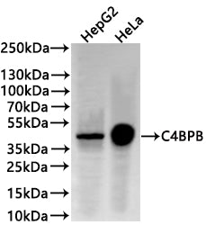 Western Blot
Positive WB detected in: HepG2 whole cell lysate(30µg) , HeLa whole cell lysate(30µg) 
All lanes: C4BPB antibody at 1:1000
Secondary
Goat polyclonal to rabbit IgG at 1/40000 dilution
Predicted band size: 28 kDa
Observed band size: 45 kDa
Exposure time：1min