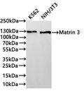 Western Blot
Positive WB detected in: K562 whole cell lysate(30µg) , NIH/3T3 whole cell lysate(30µg) 
All lanes: Matrin 3 antibody at 1:1000
Secondary
Goat polyclonal to rabbit IgG at 1/40000 dilution
Predicted band size: 95 kDa
Observed band size: 125 kDa
Exposure time：1min