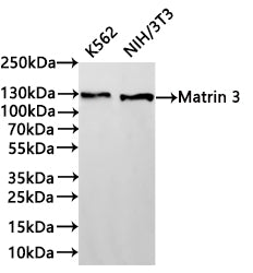 Western Blot
Positive WB detected in: K562 whole cell lysate(30µg) , NIH/3T3 whole cell lysate(30µg) 
All lanes: Matrin 3 antibody at 1:1000
Secondary
Goat polyclonal to rabbit IgG at 1/40000 dilution
Predicted band size: 95 kDa
Observed band size: 125 kDa
Exposure time：1min