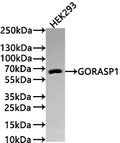Western Blot
Positive WB detected in: HEK293 whole cell lysate(30µg) 
All lanes: GORASP1 antibody at 1:1000
Secondary
Goat polyclonal to rabbit IgG at 1/50000 dilution
Predicted band size: 46 kDa
Observed band size: 65 kDa
Exposure time: 3min