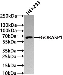 Western Blot
Positive WB detected in: HEK293 whole cell lysate(30µg) 
All lanes: GORASP1 antibody at 1:1000
Secondary
Goat polyclonal to rabbit IgG at 1/50000 dilution
Predicted band size: 46 kDa
Observed band size: 65 kDa
Exposure time: 3min