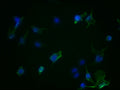 Immunofluorescence staining of Hela Cells with CSB-RA223479A0HU at 1:50, counter-stained with DAPI. The cells were fixed in 4% formaldehyde, permeated by 0.2% TritonX-100, and blocked in 10% normal Goat Serum. The cells were then incubated with the antibody overnight at 4℃. Nuclear DNA was labeled in blue with DAPI. The secondary antibody was FITC-conjugated AffiniPure Goat Anti-Rabbit IgG (H+L) .