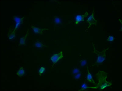 Immunofluorescence staining of Hela Cells with CSB-RA223479A0HU at 1:50, counter-stained with DAPI. The cells were fixed in 4% formaldehyde, permeated by 0.2% TritonX-100, and blocked in 10% normal Goat Serum. The cells were then incubated with the antibody overnight at 4℃. Nuclear DNA was labeled in blue with DAPI. The secondary antibody was FITC-conjugated AffiniPure Goat Anti-Rabbit IgG (H+L) .