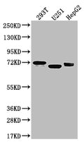SLC6A4 Antibody – Figure 1 of 2