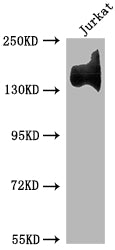 ITGA4 Antibody – Figure 1 of 1