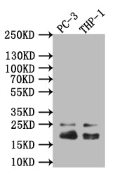 Western Blot
Positive WB detected in: THP-1 whole cell lysate
All lanes: Caveolin-1 antibody at 1:1000
Secondary
Goat polyclonal to rabbit IgG at 1/50000 dilution
Predicted band size: 20 kDa
Observed band size: 20 kDa