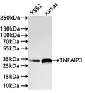 Western Blot
Positive WB detected in: K562 whole cell lysate(30µg) , Jurkat whole cell lysate(30µg) 
All lanes: TNFAIP3 antibody at 1:1000
Secondary
Goat polyclonal to rabbit IgG at 1/40000 dilution
Predicted band size: 90 kDa
Observed band size: 90 kDa
Exposure time：1min40s