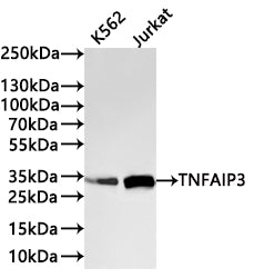 Western Blot
Positive WB detected in: K562 whole cell lysate(30µg) , Jurkat whole cell lysate(30µg) 
All lanes: TNFAIP3 antibody at 1:1000
Secondary
Goat polyclonal to rabbit IgG at 1/40000 dilution
Predicted band size: 90 kDa
Observed band size: 90 kDa
Exposure time：1min40s