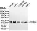 Western Blot
Positive WB detected in: HL-60 whole cell lysate(30µg) , Jurkat whole cell lysate(30µg) , COLO-205 whole cell lysate(30µg) , HEK293 whole cell lysate(30µg) , THP-1 whole cell lysate(30µg) 
All lanes: HMGB2 antibody at 1:1000
Secondary
Goat polyclonal to rabbit IgG at 1/40000 dilution
Predicted band size: 24 kDa
Observed band size: 28 kDa
Exposure time：2min